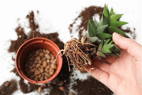 Once you've taken your cutting, place the segment in a moist peat and sand soil mix. Root rot treatment for succulents - Succulents Box