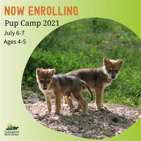 Is Your Child Ready To Go Back To The Wild Our Pup Camp Is Such A Hit