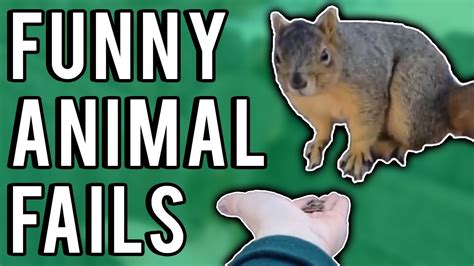 Funny Animal Fails February 2017 A Fail Compilation By Failunited Youtube