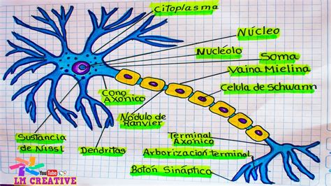 Partes De La Neurona Dibujo De La Neurona Y Sus Partes Vidoe