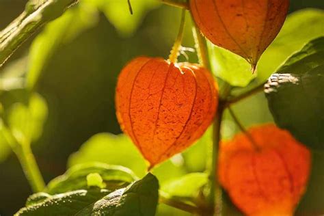 How To Grow And Care For Chinese Lantern Master Guide
