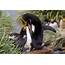 Crested Penguin  The Life Of Animals