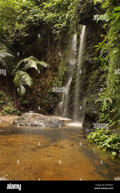 Asia National Park Rain Forest Tropics Plants Waterfall Vegetation