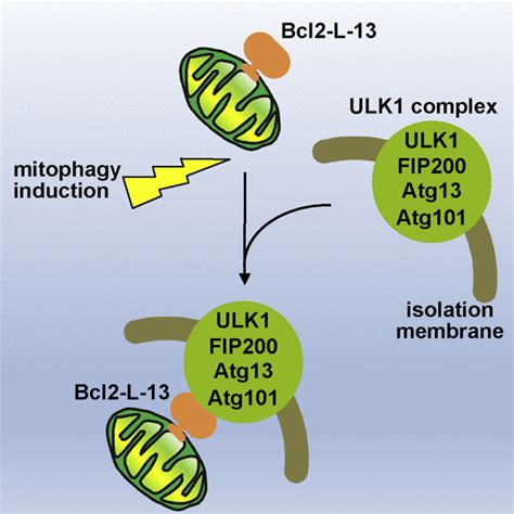 A Mammalian Mitophagy Receptor Bcl2 L 13 Recruits The ULK1 Complex To