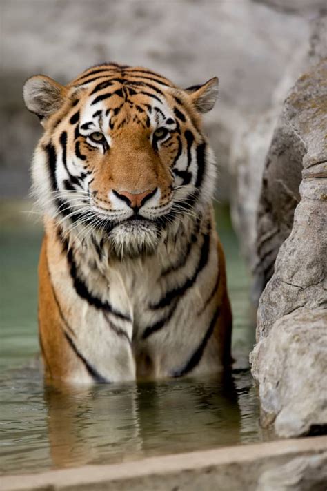 80 Tiger Names And Meanings From Bandit To Zara PetHelpful