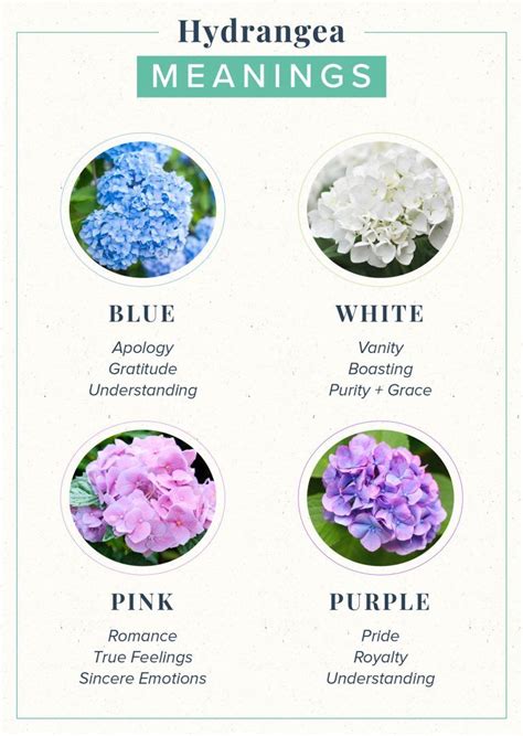 If you planted flowers in a dream, such a dream might indicate your desire to create something beautiful. Hydrangea Meaning: Symbolism + History | ProFlowers in ...