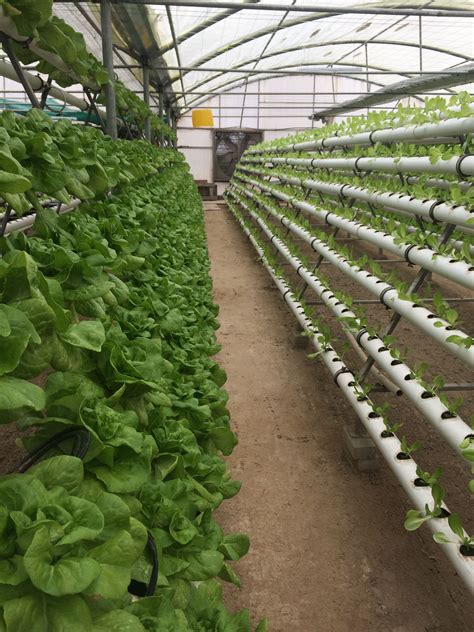 Hydroponic Gardening Hydroponic Farming Hydroponics Vertical Farming