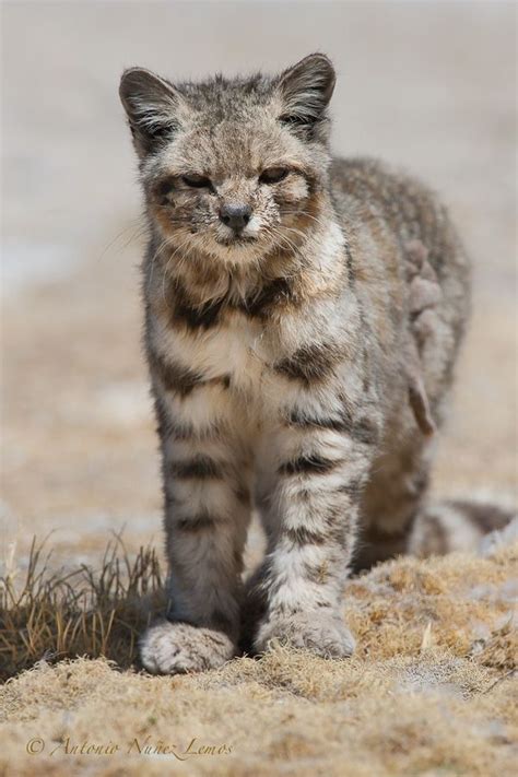 It can be found only in the andean mountains where it inhabits rocky terrains with sparse scientists believe that mating season may last to november or december because they observed young kittens in the wild both during the october. Andean Cat - Leopardus Jacobitus | Small wild cats