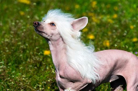 The 10 Most Hilarious Dog Breeds In The World Animal Fair
