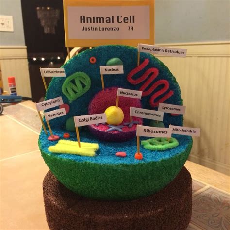 Animal Cell Model For 5th Grade 10 Pretty 3d Plant Cell Model Project