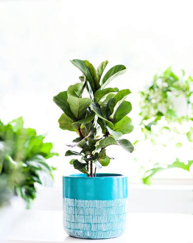 Be careful though, these beauties are toxic to both dogs and cats. How to Care For a Fiddle Leaf Fig Tree - Indoor Plant Center