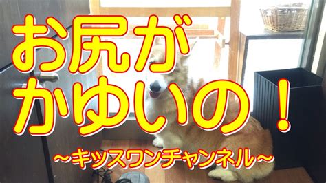 お尻がかゆいの!【ポメラニアン かわいい】0652 トリミングに ...