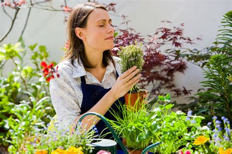 woman gardening stock image c031 4944 science photo library