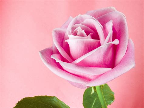Pretty Pink Roses Wallpaper Pink Color Photo 34590751