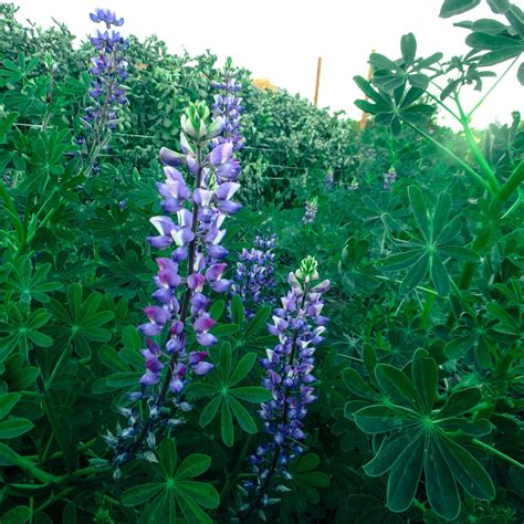 Arroyo Lupine Flower Seeds 75 Non Gmo Open Pollinated Etsy