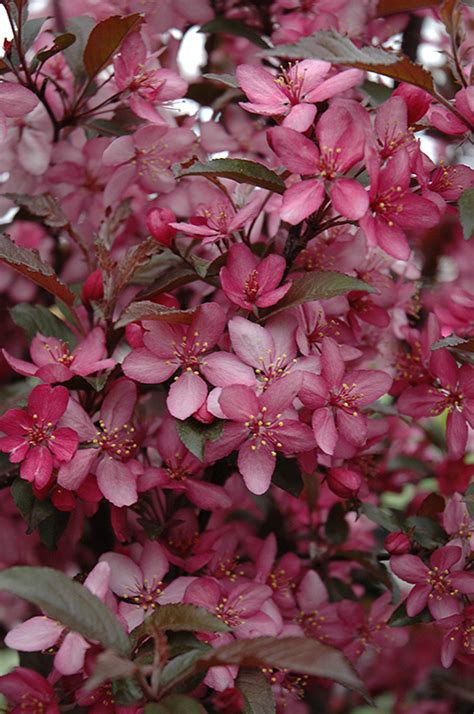 Earl may seed & nursery edgewood rd. Royal Raindrops Flowering Crabapple (Malus 'Royal ...