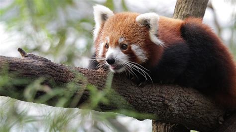 Wildlife Of China The Red Bamboo Eaters Cgtn