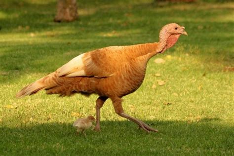 13 Best Meat Turkey Breeds For Your Homestead Outdoor Happens