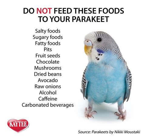 Do You Not Feed These Foods To Your Parakeets Show Them Love With