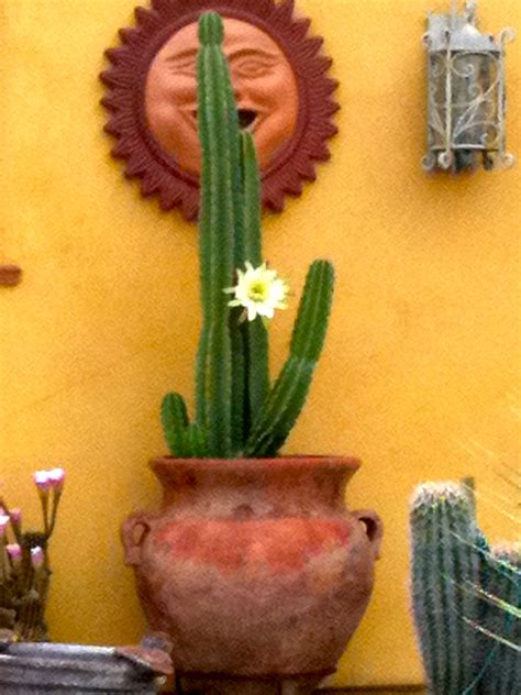But if you're living in the united states, the climate of southern california and arizona lend themselves especially well through growing and cultivation of cactus. San Pedro Cactus in a pot, with a bloom (2012) | San pedro ...