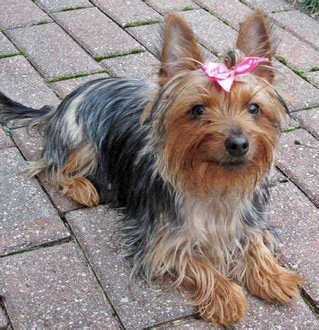 Where can i buy some stamps? Bella the Silky/Yorkie Terrier mix. I want one, oh please ...