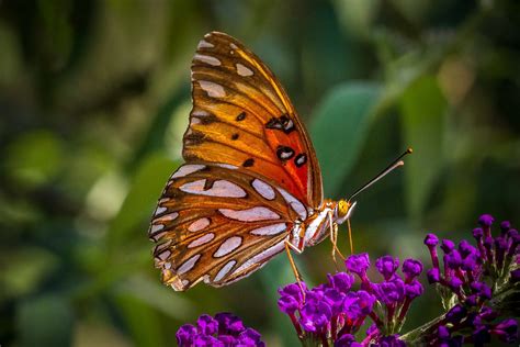 We hope you enjoy our growing collection of hd images to use as a. butterfly, Nature, Insects, Macro, Zoom, Close up ...