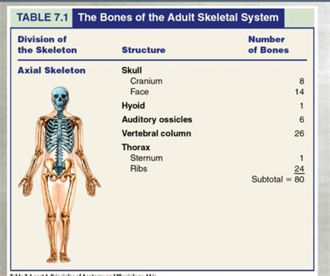 Chpt 7 Axial Skeleton Flashcards Quizlet