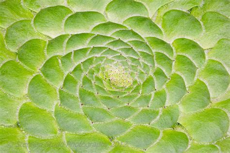 Numbers of fibonacci sequence are known as fibonacci numbers. Fibonacci Sequence