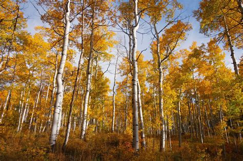 Aspen for pulp and paper aspen for cabin logs aspen for excelsior aspen defiberization and refining of product chemical utilization of aspen preservative treatment of aspen marketing of aspen possibilities c,f managing aspen contributors to la.ke states aspen reports lake states forest experiment station, st. Best Cabins Estes Park: Types of Trees Found in Estes Park ...