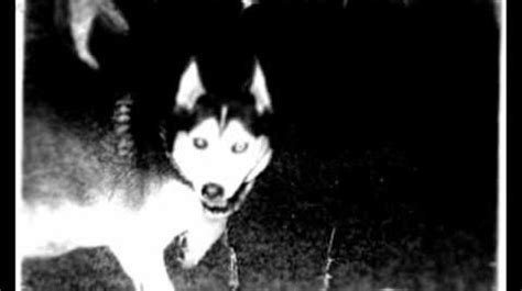 How do you post creepypasta? Video - Creepypasta Smile Dog | Cameron's World Wiki ...