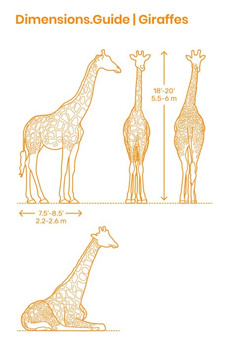 Giraffes | Giraffe, Animal outline, Animal drawings