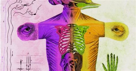 Digital Collage Manipulation Rainbow Anatomy