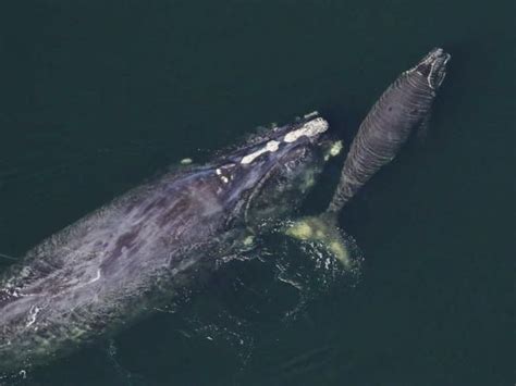 First Right Whale Calves Of The Season Sighted Off Georgia Coast