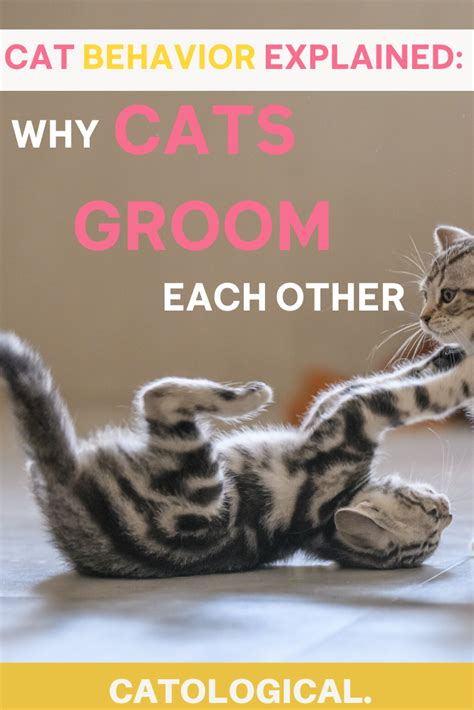 Why Do Cats Groom Each Other In Cat Grooming Cat Behavior Cat Advice