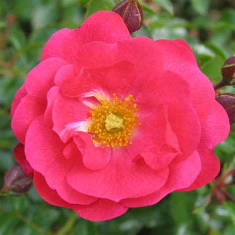 Artificial silk rose petals flowers petalas wedding supplies favor party decoration carpet weddings accessories product information: Flower Carpet® Pink Supreme - FineGardening