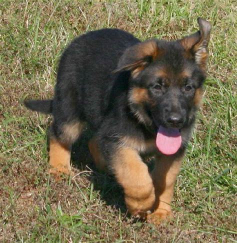 Maybe you would like to learn more about one of these? German Shepherd Puppies Price | PETSIDI