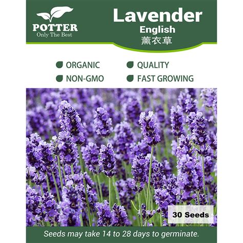 Lavender Flower Seeds Polito Weddings