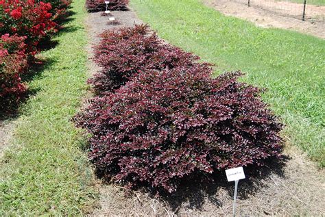 Loropetalum can grow 6 to 15 feet tall, but is usually pruned as a shrub. Loropetalum chinense var. rubrum First Editions® Crimson ...