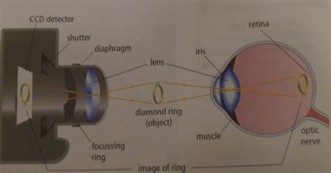 Learn Science 8~ ^.*''': ~Cameras Have Similarities to Human Eyes~