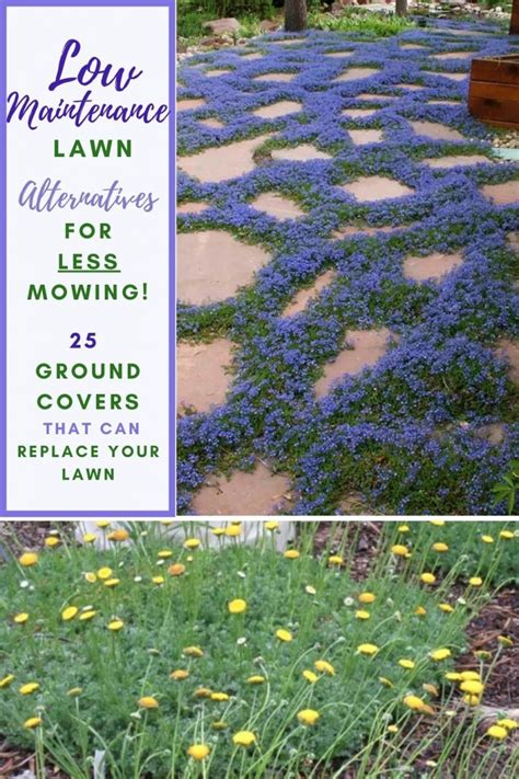 Best Low Maintenance Lawn Alternatives