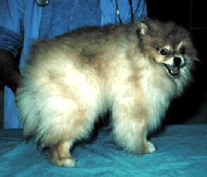 Treatment of canine alopecia x with trilostane. Alopecia X - Mar Vista Animal Medical Center