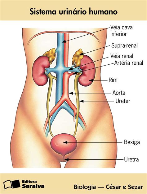 Anatomia E Fisiologia Do Sistema Urinario