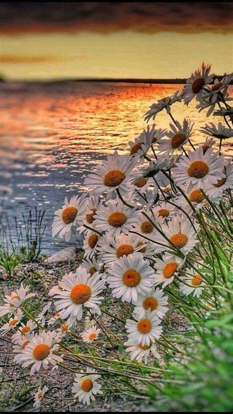 Daisies Sunset 자연 사진 꽃 사진 야생 꽃