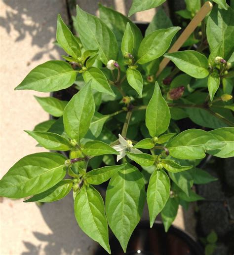 Identification Identify Pepper Plant With Purple Upright Fruit