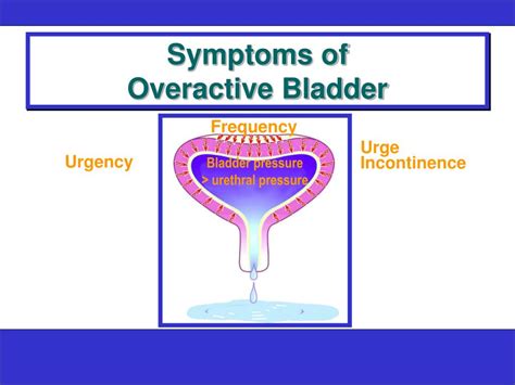 Ppt Overactive Bladder — A Disturbing Problem Powerpoint Presentation