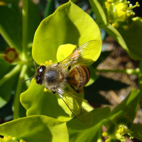 Bee Euphoria Bee Euphorbia Best Viewed In Large Flickr