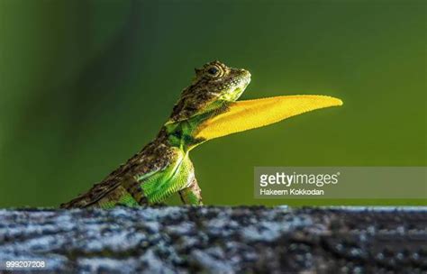 Flying Dragon Lizard Photos And Premium High Res Pictures Getty Images