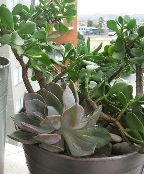 Native from mexico to northern south america, the money tree is also very popular in taiwan and other east asian countries. money-trees | Succulents garden, Succulents, Money trees
