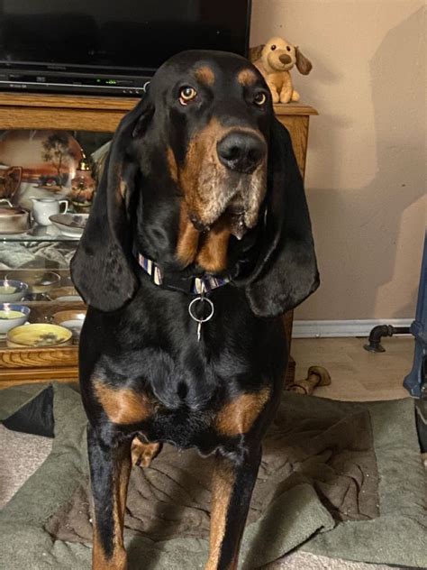 Walter Black And Tan Coonhound Are Coonhound Black And Tan Tan
