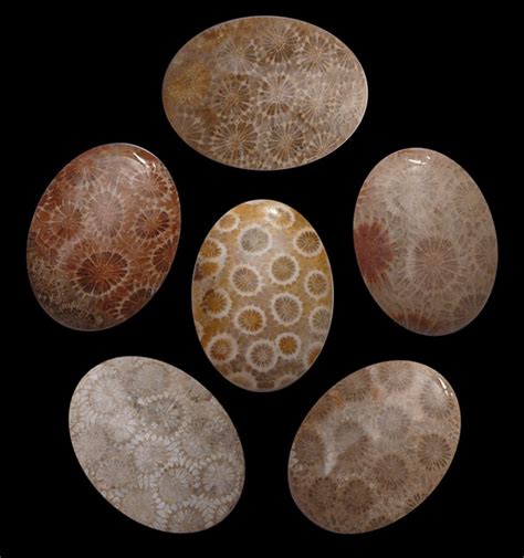 Premium Quality Fossil Coral From Indonesia Bali